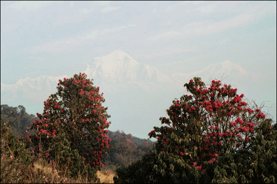 Click for next image of Nepal...